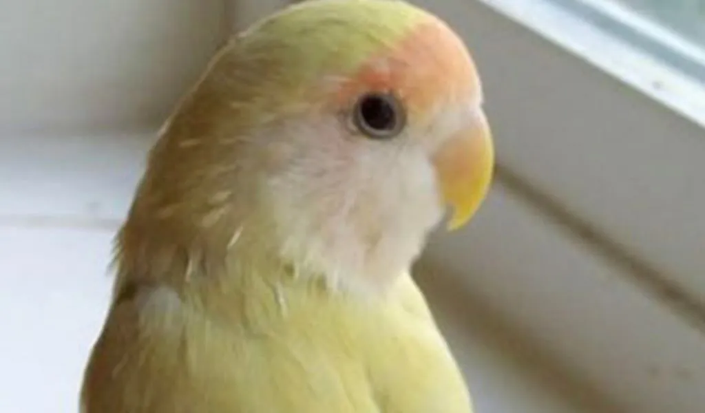 3. Lovebird Australian Cinnamon