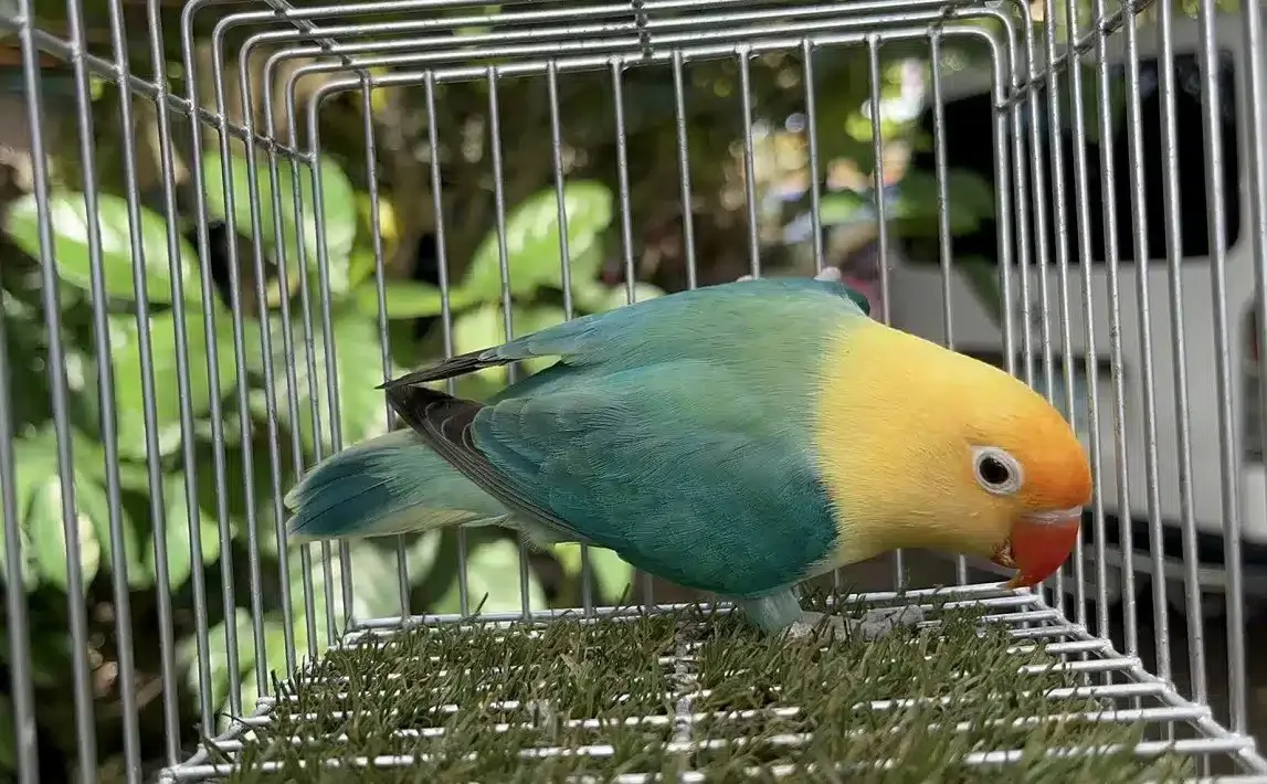 4. Lovebird Parblue