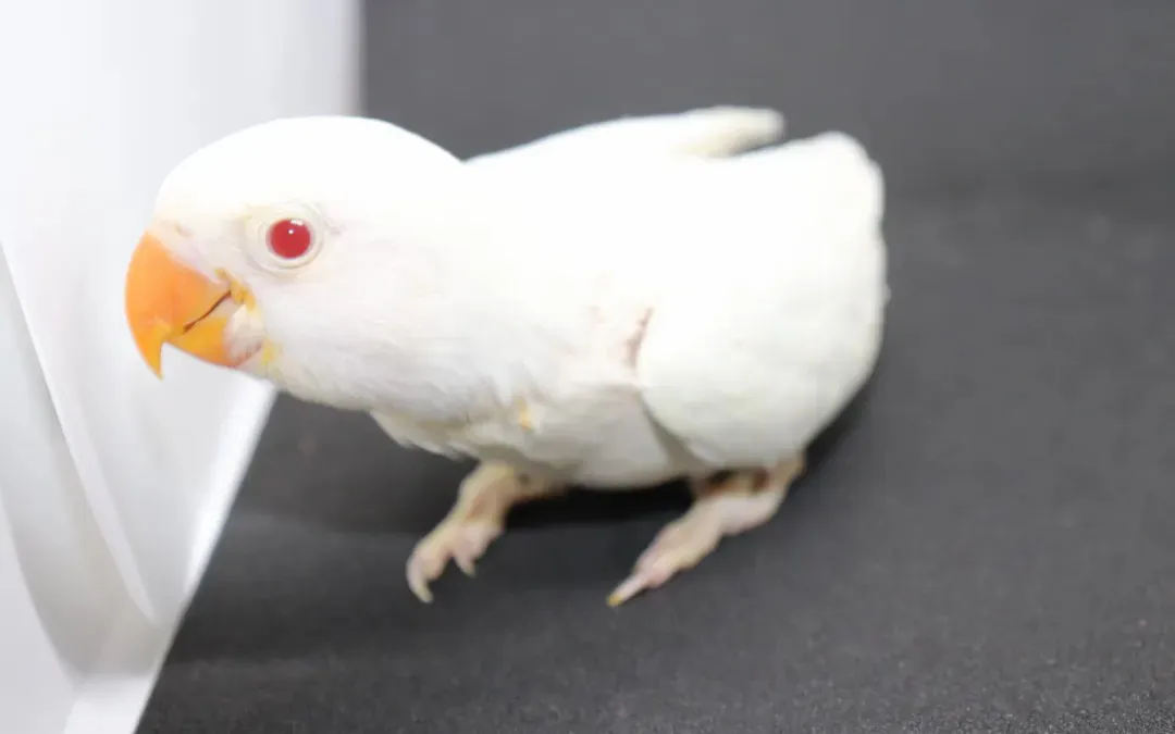 5. Lovebird Albino