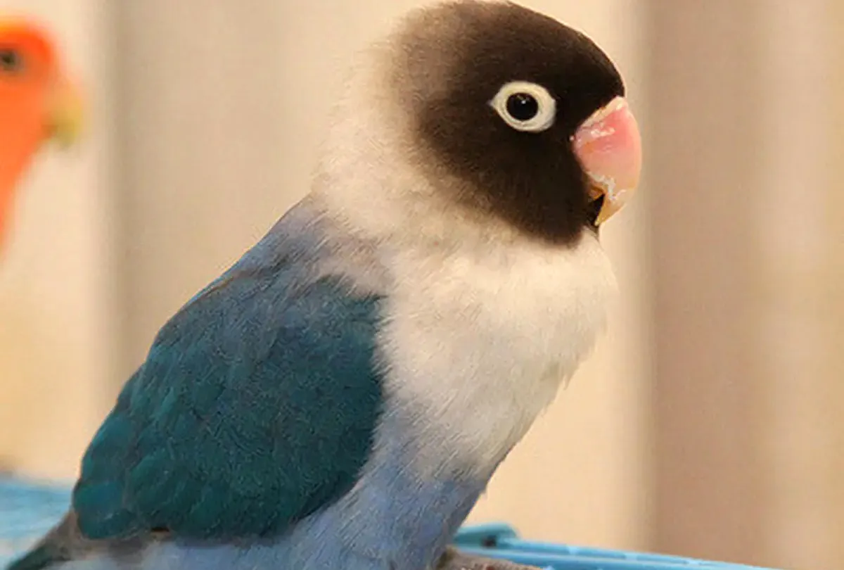 7. Lovebird Violet