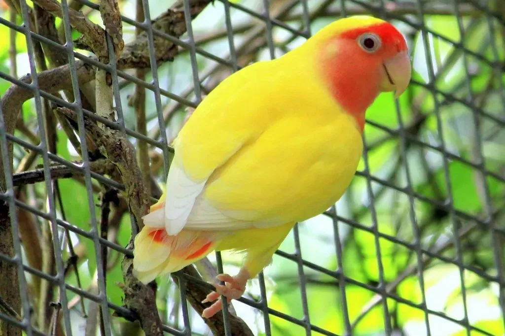 8. Lovebird Lutino