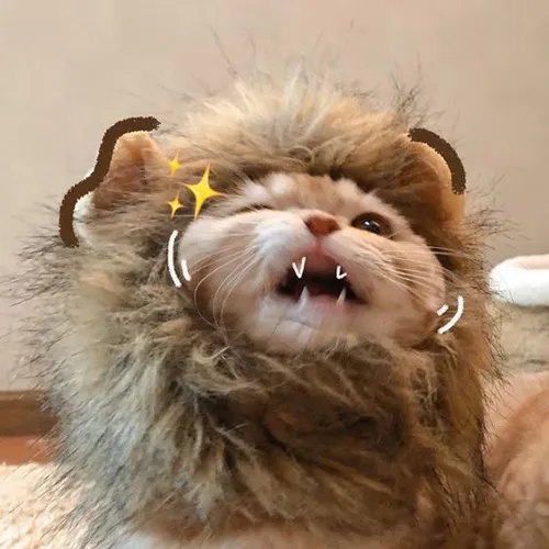 Gambar 01. PP Kucing Couple Terpisah Aesthetic dengan topi kiyowo (1)