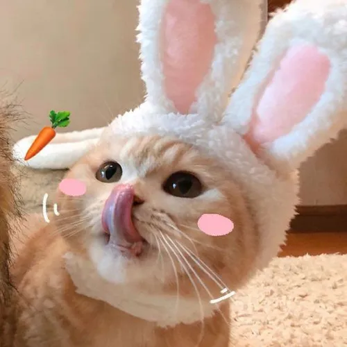 Gambar 01. PP Kucing Couple Terpisah Aesthetic dengan topi kiyowo (2)