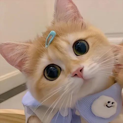 Gambar 01. PP Kucing Couple Terpisah Lucu memakai jepitan (1)