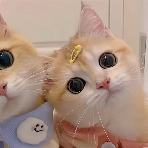 Gambar 01. PP Kucing Couple Terpisah Lucu memakai jepitan (2)