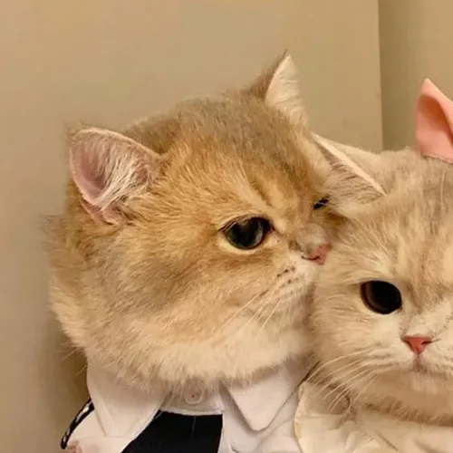 Gambar 02. PP Kucing Couple Terpisah Lucu saling berpelukan (1)