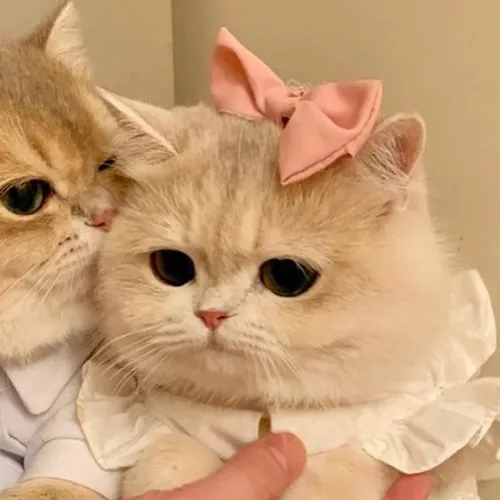 Gambar 02. PP Kucing Couple Terpisah Lucu saling berpelukan (2)