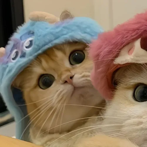 Gambar 03. PP Kucing Couple Terpisah Lucu memakai kupluk (1)