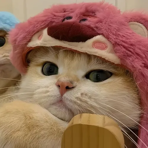 Gambar 03. PP Kucing Couple Terpisah Lucu memakai kupluk (2)