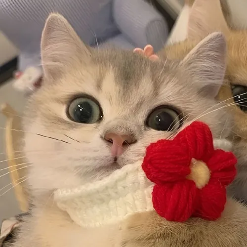 Gambar 04. PP Kucing Couple Terpisah Lucu memakai sweater berbunga (1)