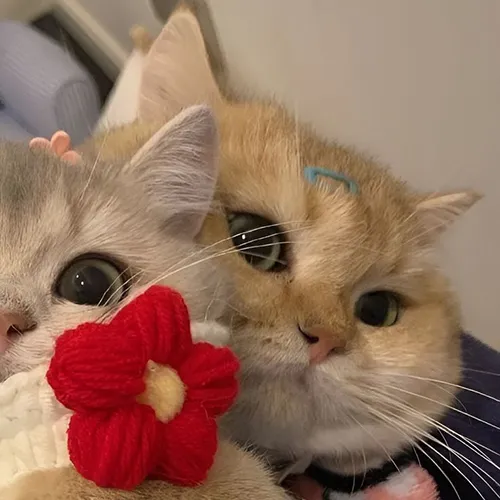 Gambar 04. PP Kucing Couple Terpisah Lucu memakai sweater berbunga (2)