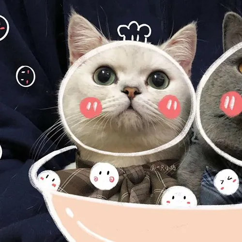 Gambar 05. PP Kucing Couple Terpisah Aesthetic dalam mangkuk (1)