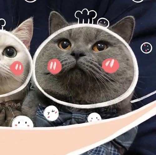 Gambar 05. PP Kucing Couple Terpisah Aesthetic dalam mangkuk (2)