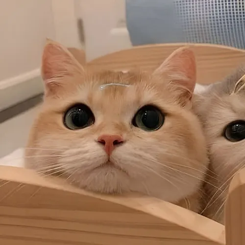 Gambar 05. PP Kucing Couple Terpisah Lucu dalam box tidur (1)