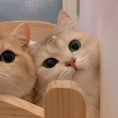 Gambar 05. PP Kucing Couple Terpisah Lucu dalam box tidur (2)