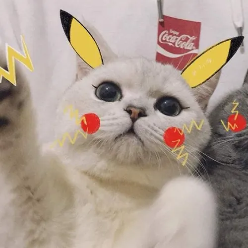 Gambar 06. PP Kucing Couple Terpisah Aesthetic pokemon (1)
