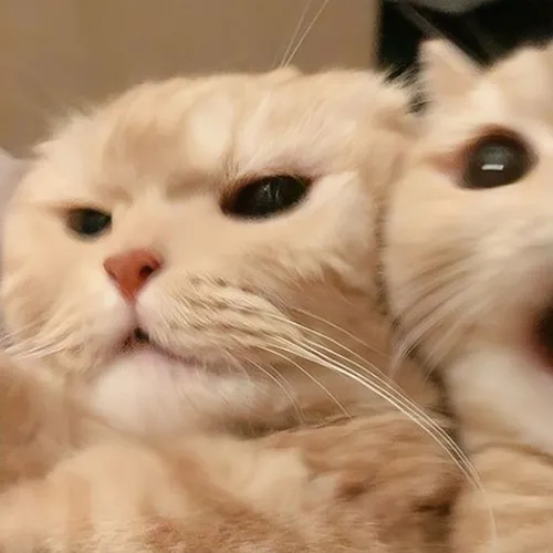 Gambar 06. PP Kucing Couple Terpisah Lucu dengan pose kocak (1)