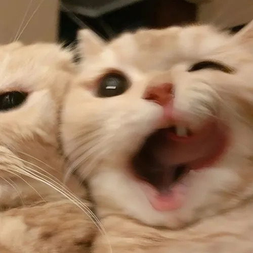 Gambar 06. PP Kucing Couple Terpisah Lucu dengan pose kocak (2)