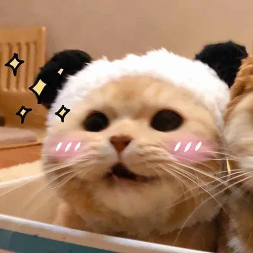 Gambar 07. PP Kucing Couple Terpisah Aesthetic di tempat tidur (1)