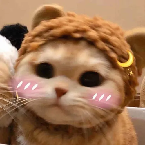 Gambar 07. PP Kucing Couple Terpisah Aesthetic di tempat tidur (2)