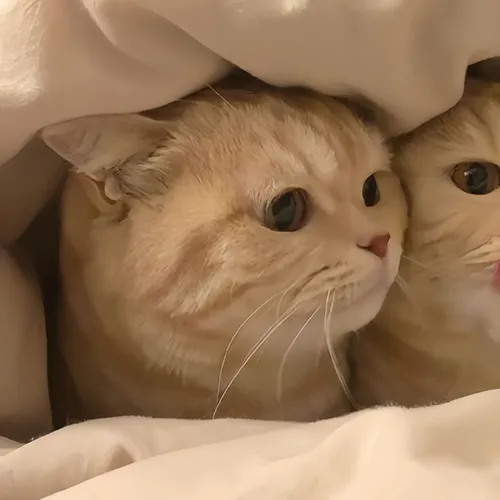 Gambar 07. PP Kucing Couple Terpisah Lucu dalam selimut (1)