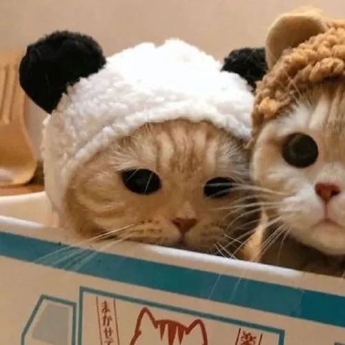 Gambar 08. PP Kucing Couple Terpisah Lucu memakai topi beanie (1)