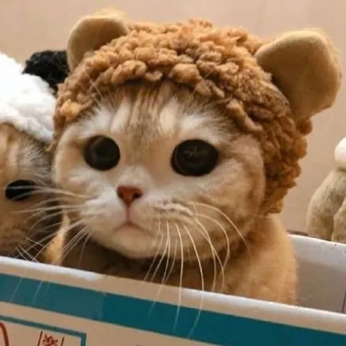 Gambar 08. PP Kucing Couple Terpisah Lucu memakai topi beanie (2)