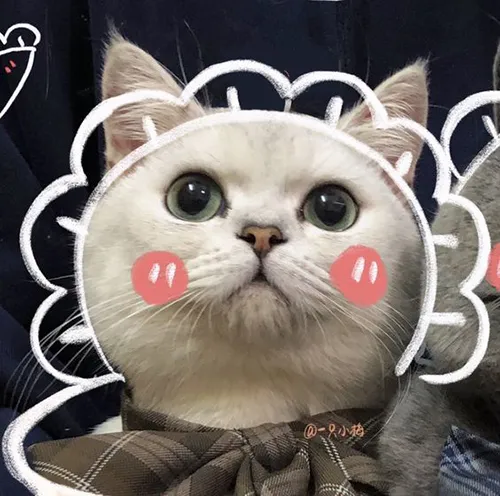 Gambar 10. PP Kucing Couple Terpisah Aesthetic bunga-bunga (1)