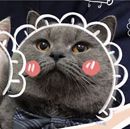 Gambar 10. PP Kucing Couple Terpisah Aesthetic bunga-bunga (2)