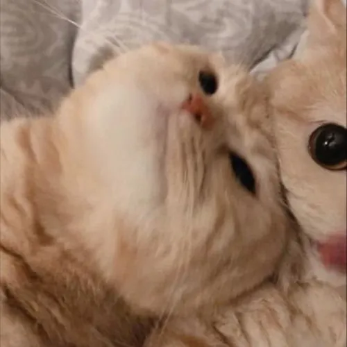 Gambar 10. PP Kucing Couple Terpisah Lucu rebahan (1)