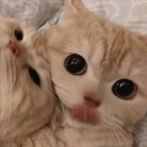 Gambar 10. PP Kucing Couple Terpisah Lucu rebahan (2)