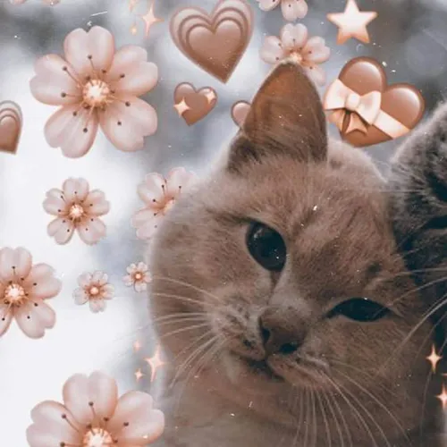 Gambar 11. PP Kucing Couple Terpisah Aesthetic selfie berdua (1)