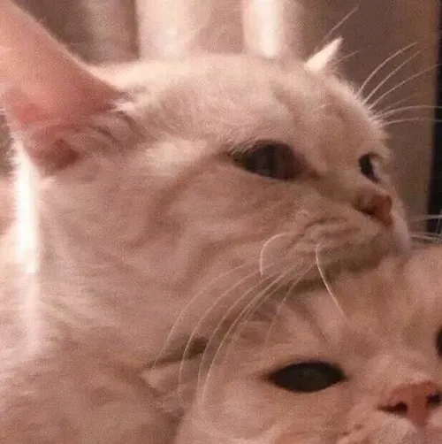 Gambar 11. PP Kucing Couple Terpisah Lucu bertumpukan (1)