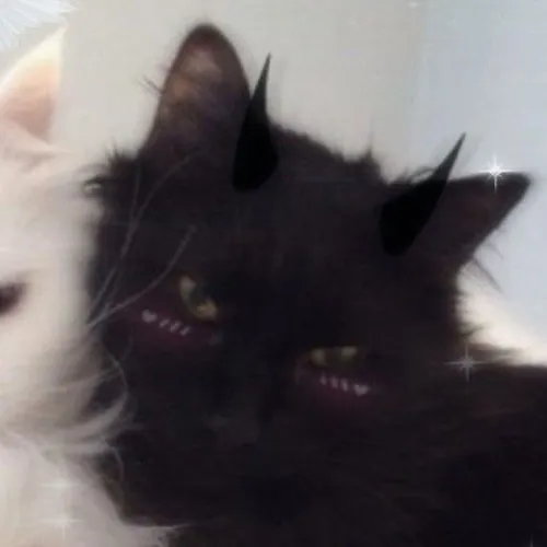 Gambar 12. PP Kucing Couple Terpisah Aesthetic si putih dan si hitam (2)