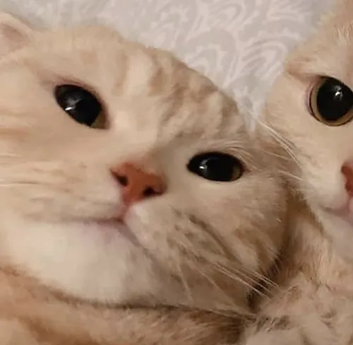 Gambar 12. PP Kucing Couple Terpisah Lucu rebahan berdua (1)