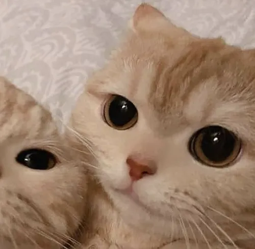 Gambar 12. PP Kucing Couple Terpisah Lucu rebahan berdua (2)