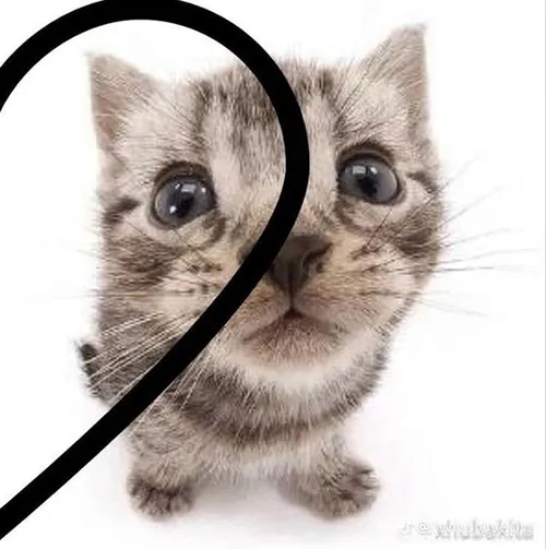 Gambar 13. PP Kucing Couple Terpisah Aesthetic si abu dan si hitam (2)