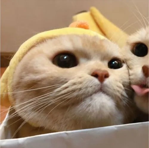 Gambar 13. PP Kucing Couple Terpisah Lucu pelukan (1)