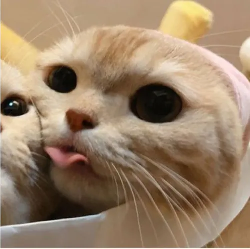 Gambar 13. PP Kucing Couple Terpisah Lucu pelukan (2)