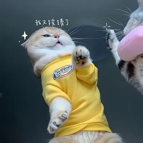 Gambar 14. PP Kucing Couple Terpisah Aesthetic bermain-main (1)