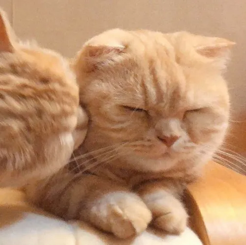 Gambar 14. PP Kucing Couple Terpisah Lucu romantis (2)