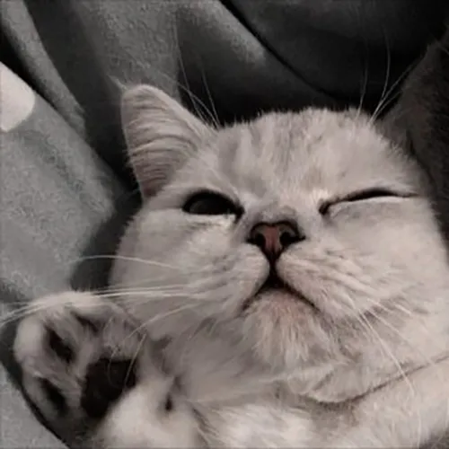 Gambar 15. PP Kucing Couple Terpisah Lucu abu-abu (1)