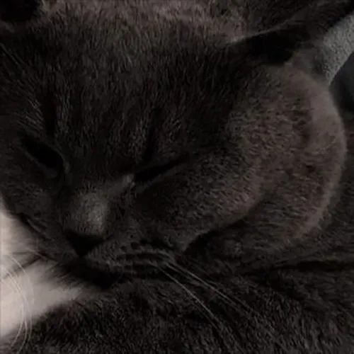 Gambar 15. PP Kucing Couple Terpisah Lucu abu-abu (2)