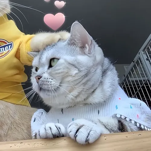 Gambar 16. PP Kucing Couple Terpisah Aesthetic romantis (2)