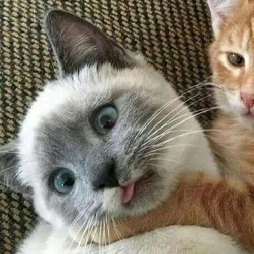 Gambar 16. PP Kucing Couple Terpisah Lucu bermain (1)