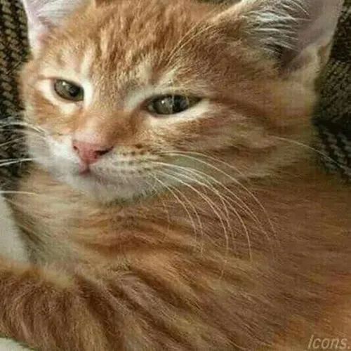 Gambar 16. PP Kucing Couple Terpisah Lucu bermain (2)