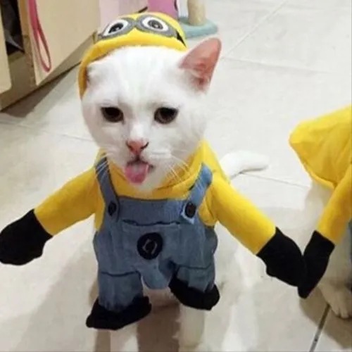 Gambar 18. PP Kucing Couple Terpisah Lucu baju minion (1)