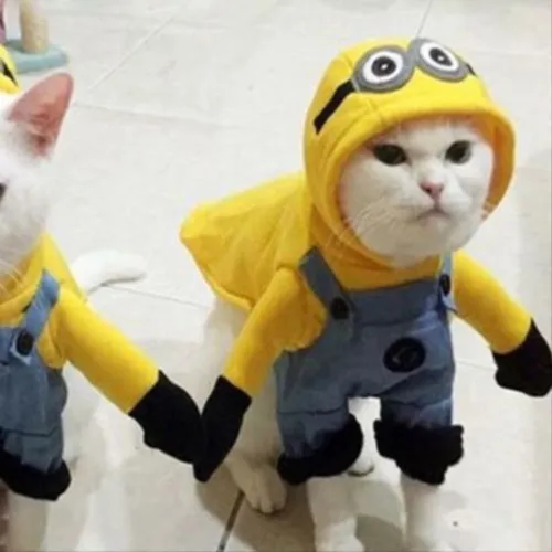 Gambar 18. PP Kucing Couple Terpisah Lucu baju minion (2)
