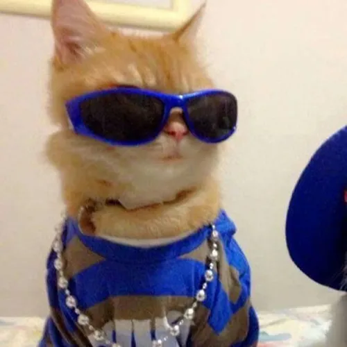 Gambar 19. PP Kucing Couple Terpisah Lucu gaya keren (1)