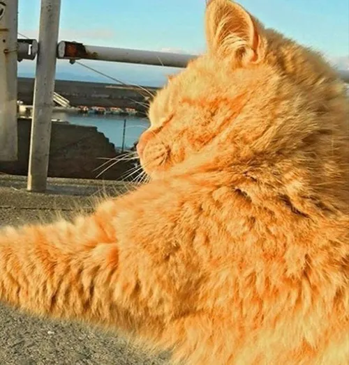 Gambar 21. PP Kucing Couple Terpisah Lucu kucing orange berantem (2)